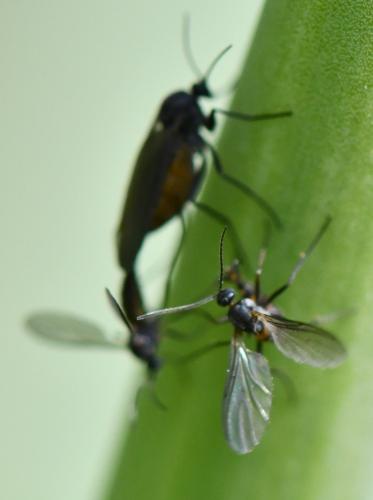 Sciara sp.